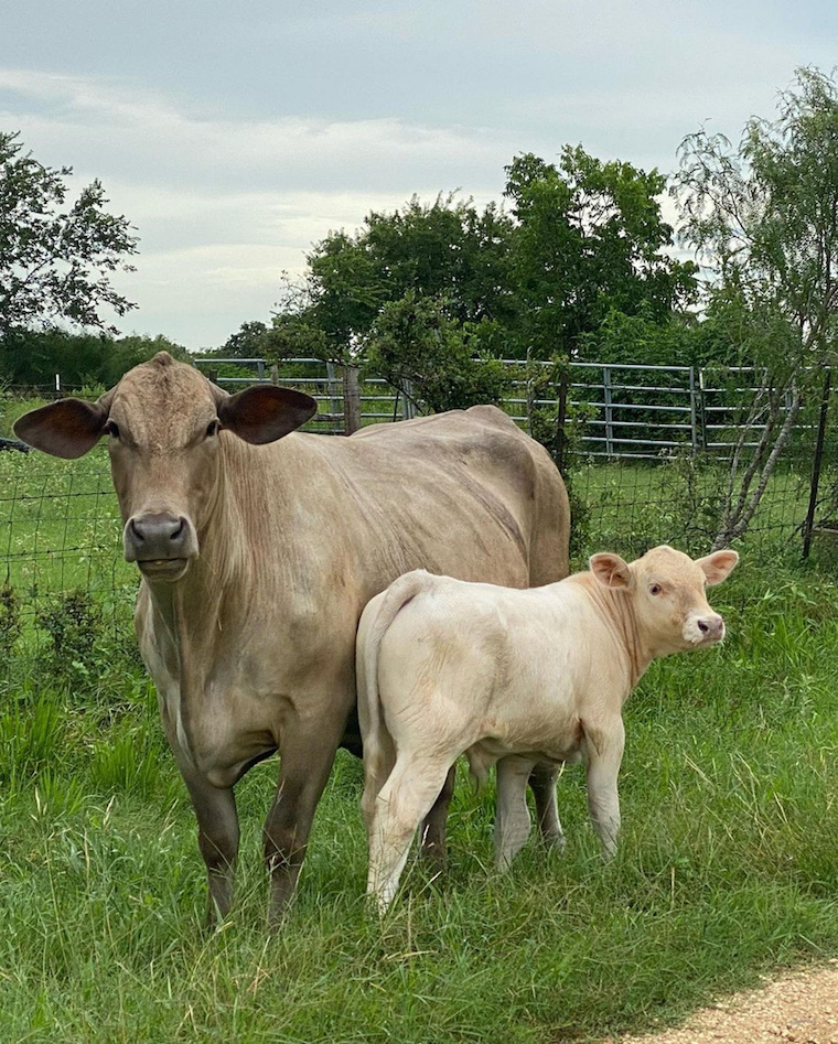 rescued Cow Calf