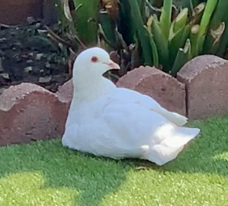 Pigeon Rocky