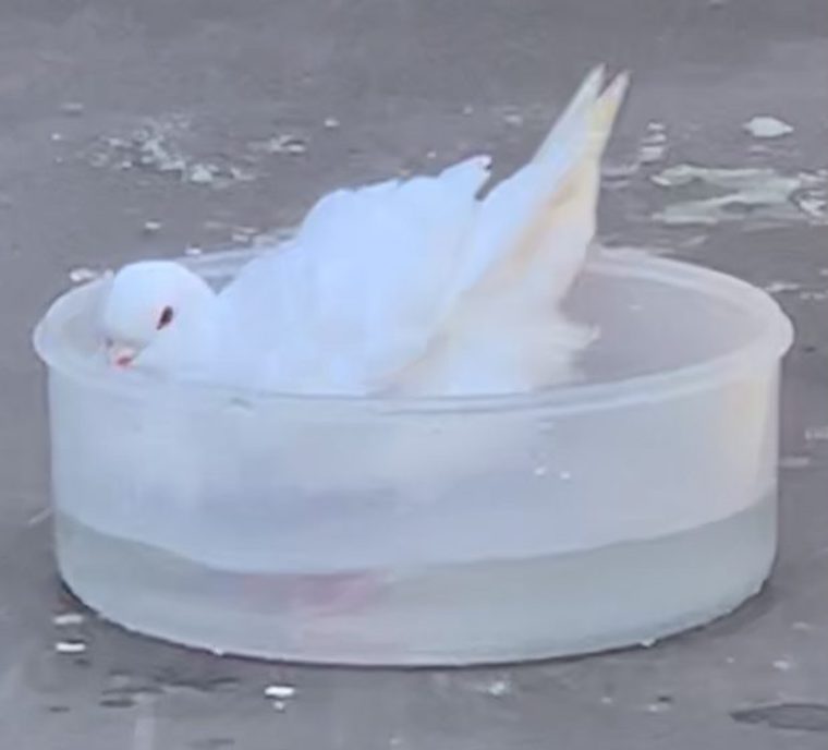 Pigeon Rocky