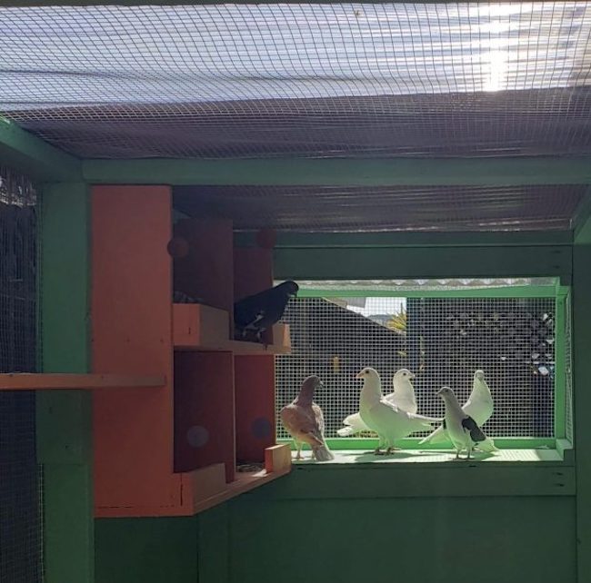 fostered Pigeons