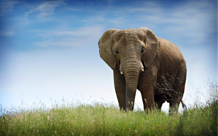 Elephant Maggie