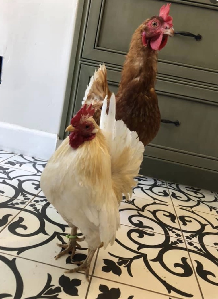 Chicken Friends
