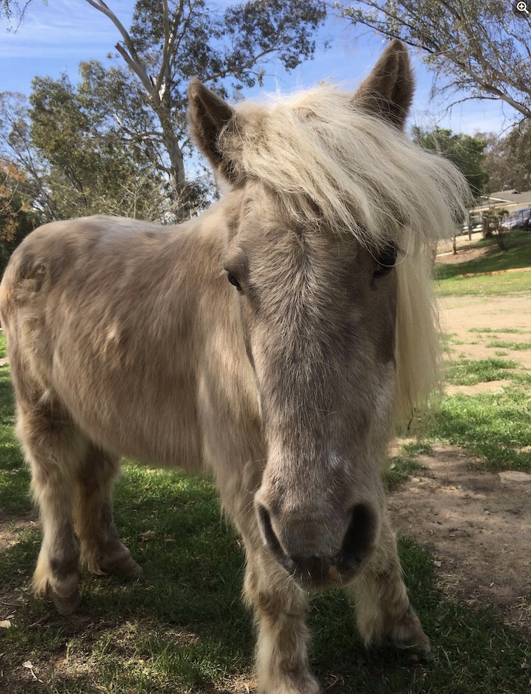 Angelina Pony