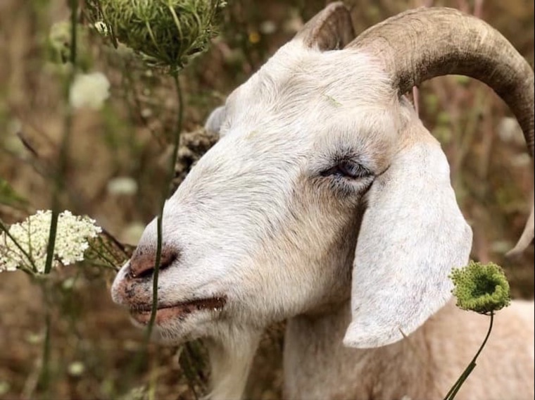 Goat Billy Blue Eyes