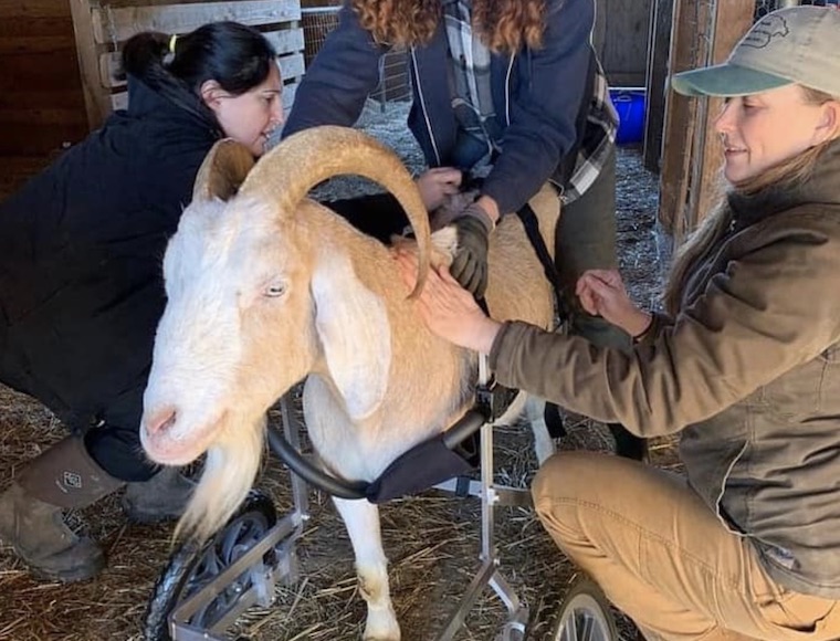 Goat Billy Blue Eyes