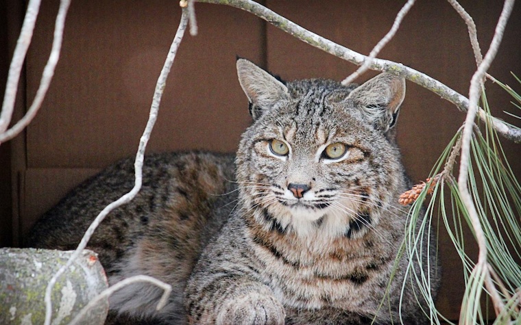 Bobcat Rumi