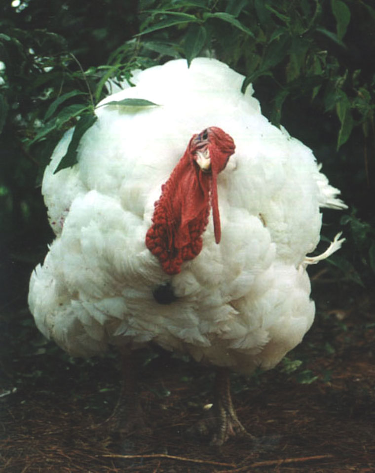 Turkey Boris