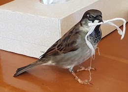 pet Sparrow Flappy