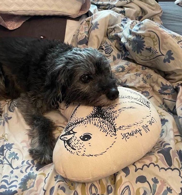 Dog Forbes