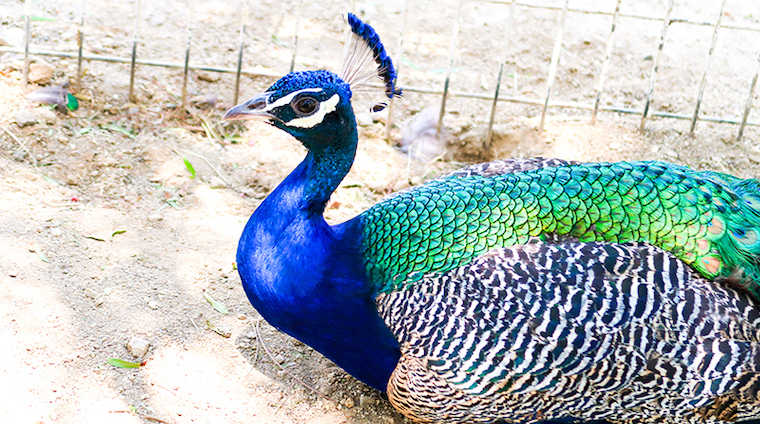 Peacock Tivoli