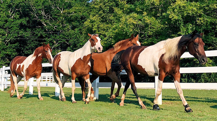 rescued Horses