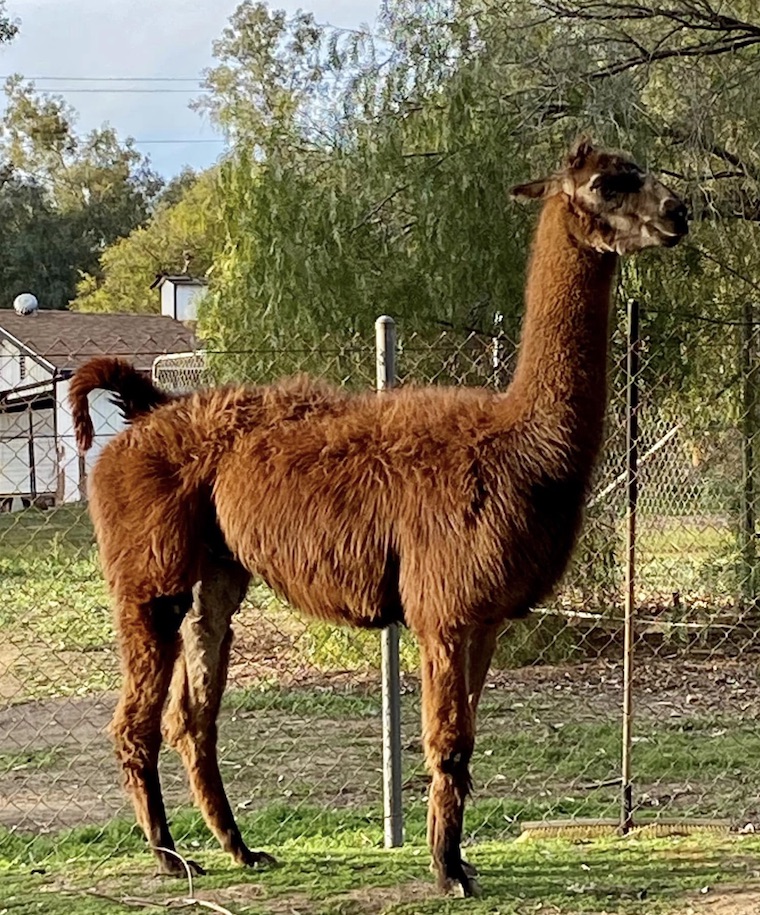 Llama Hank