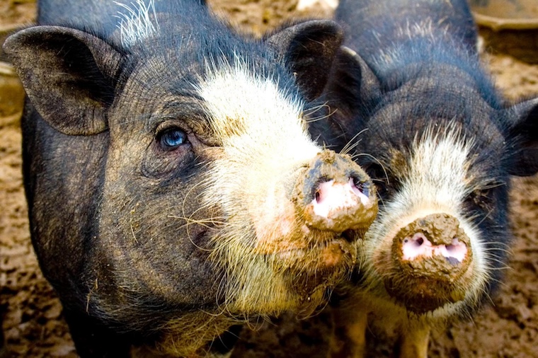 Pigs Isis