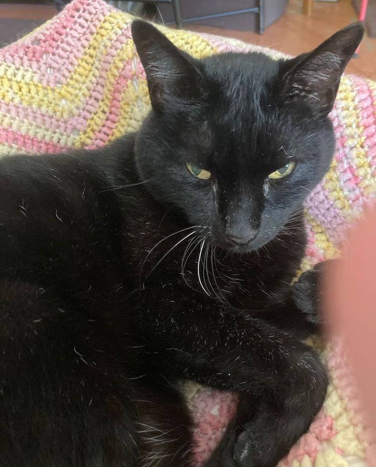 Cat Jack