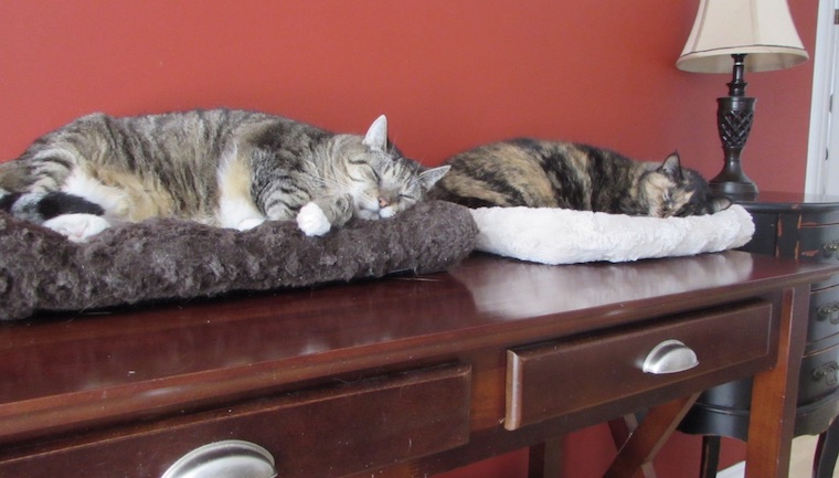 Cats Jain Kiwi