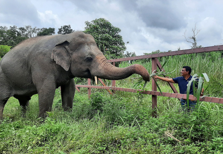 Kaavan Elephant
