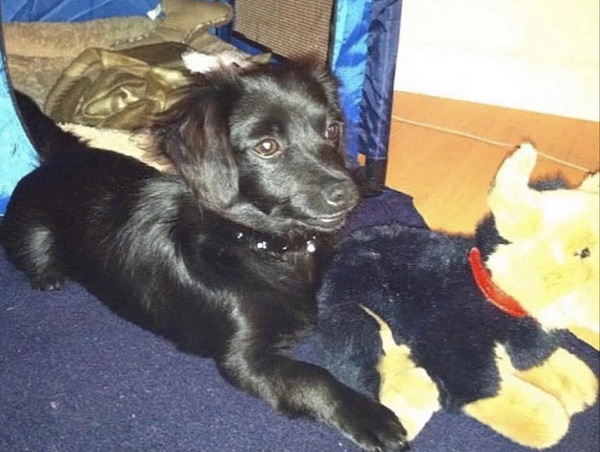 Langston Dog