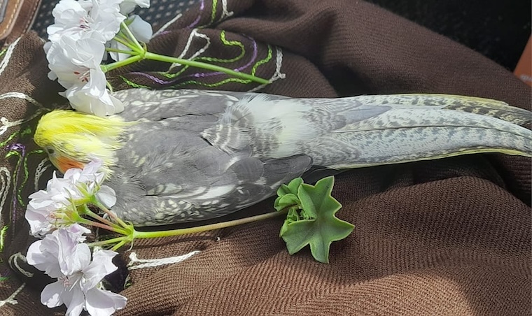 Cockatiel Opie