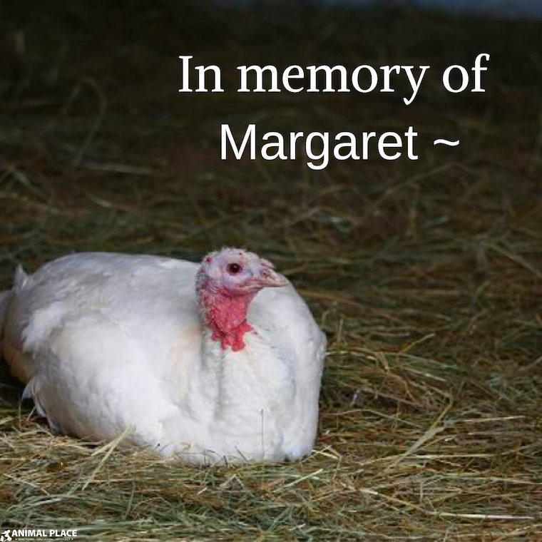 Turkey Margaret