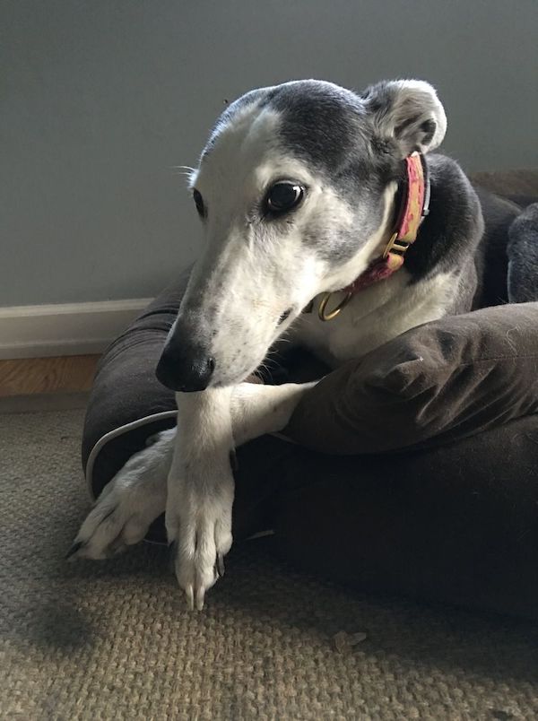 Star Greyhound