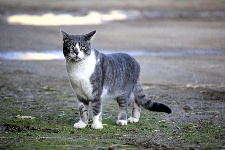 Cat Nickleby
