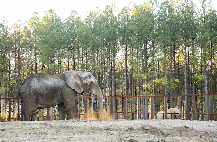 Elephant Osh