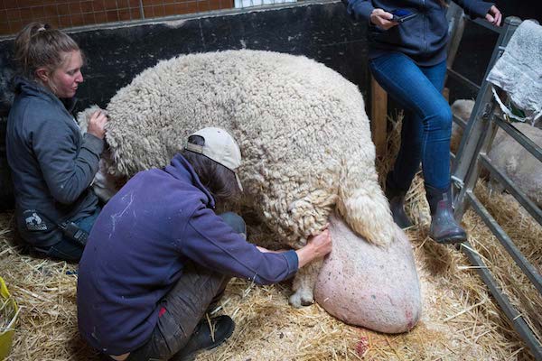 Sheep Rammie