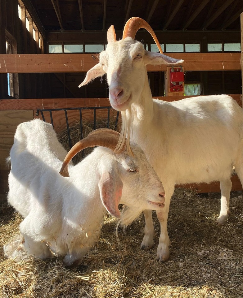 rescued Goats