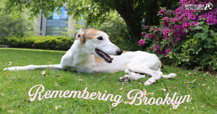 Greyhound Brooklyn