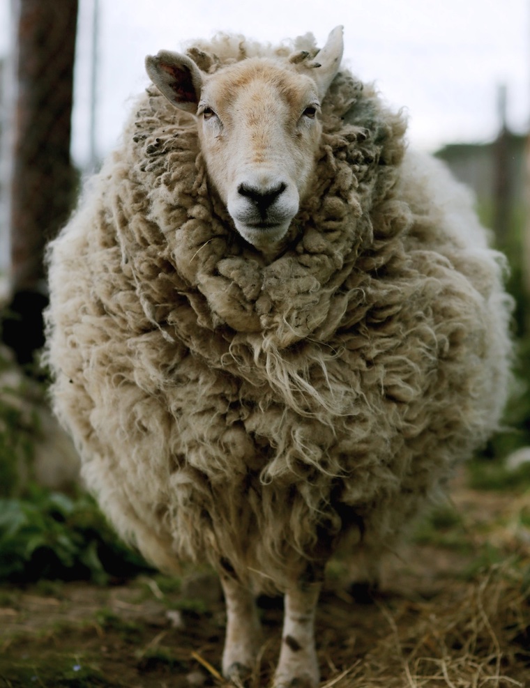 Sheep Winnie