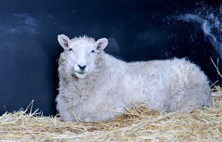 Sheep Winnie
