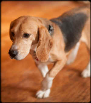 beagle rescue vivisection
