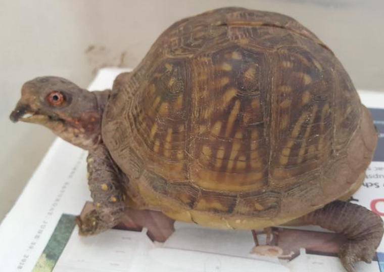 Token Box Turtle