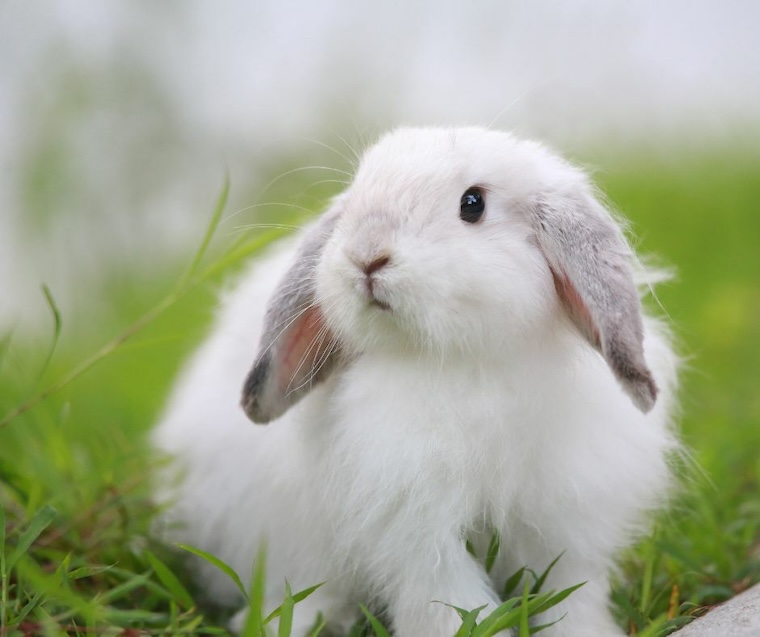 white Rabbit