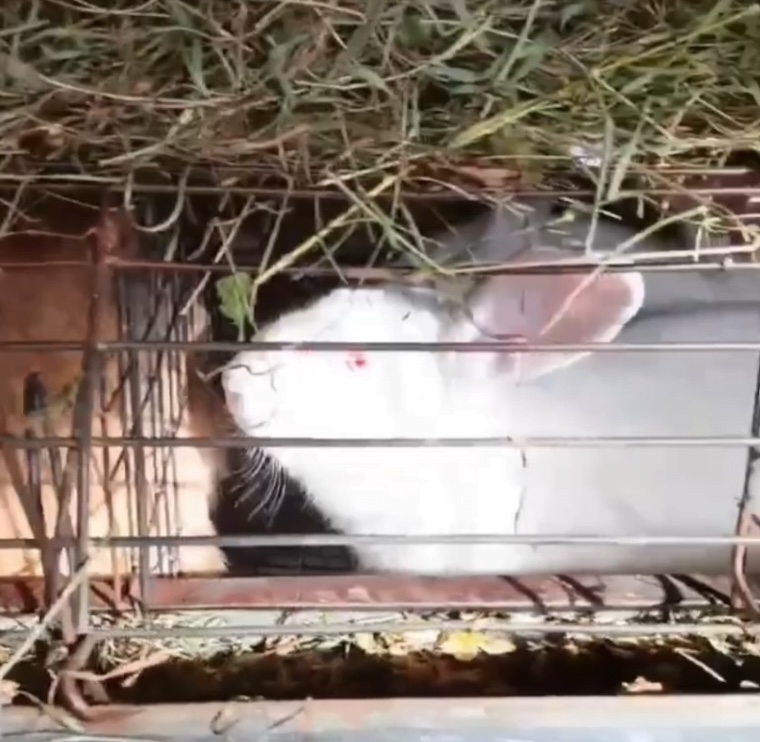 rescued Rabbit