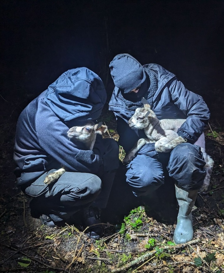 rescued Lambs