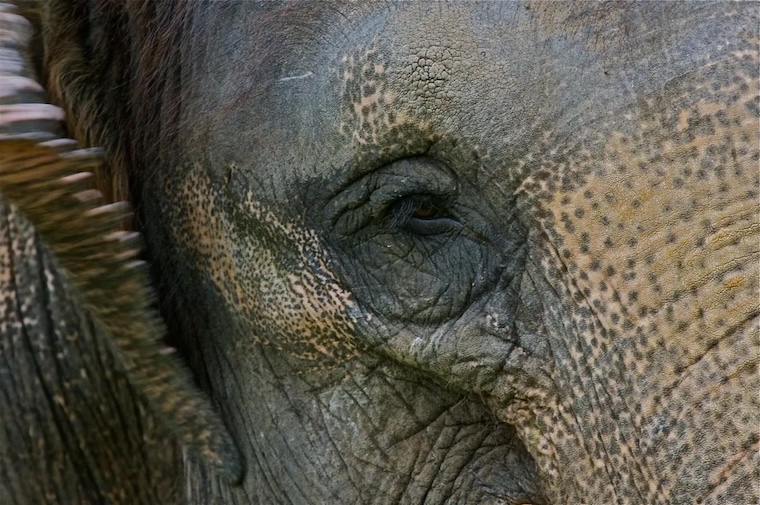elephant's eye