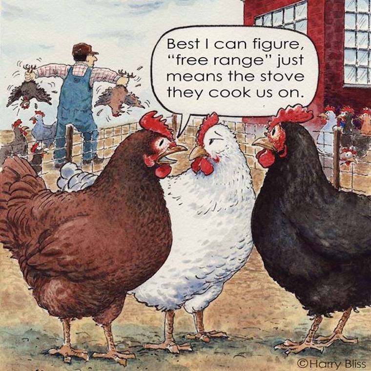 free-range Chickens