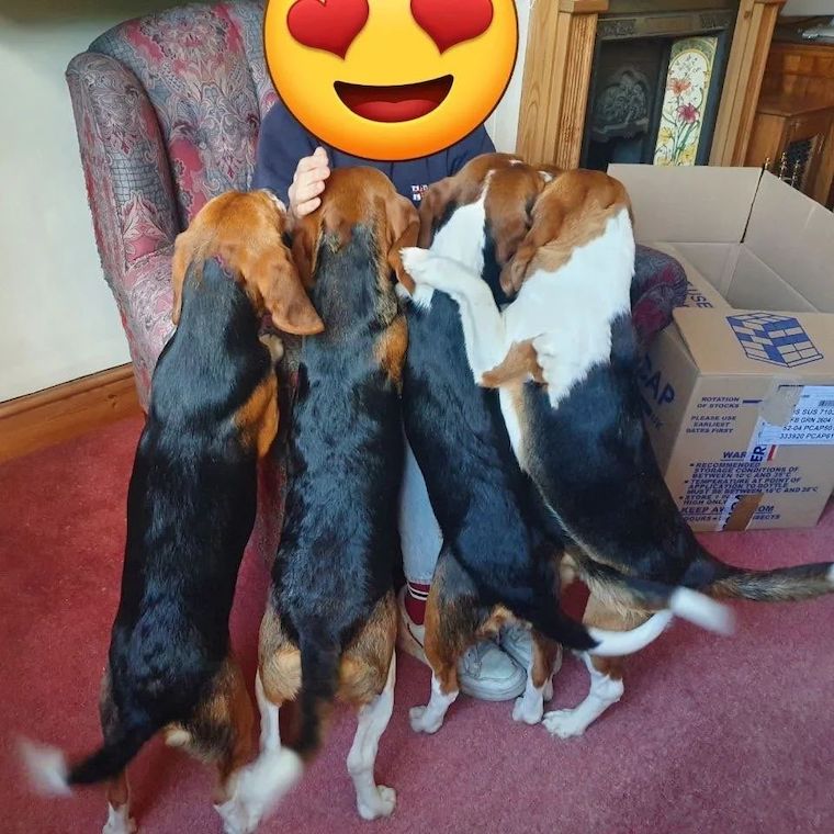 rescued Beagles