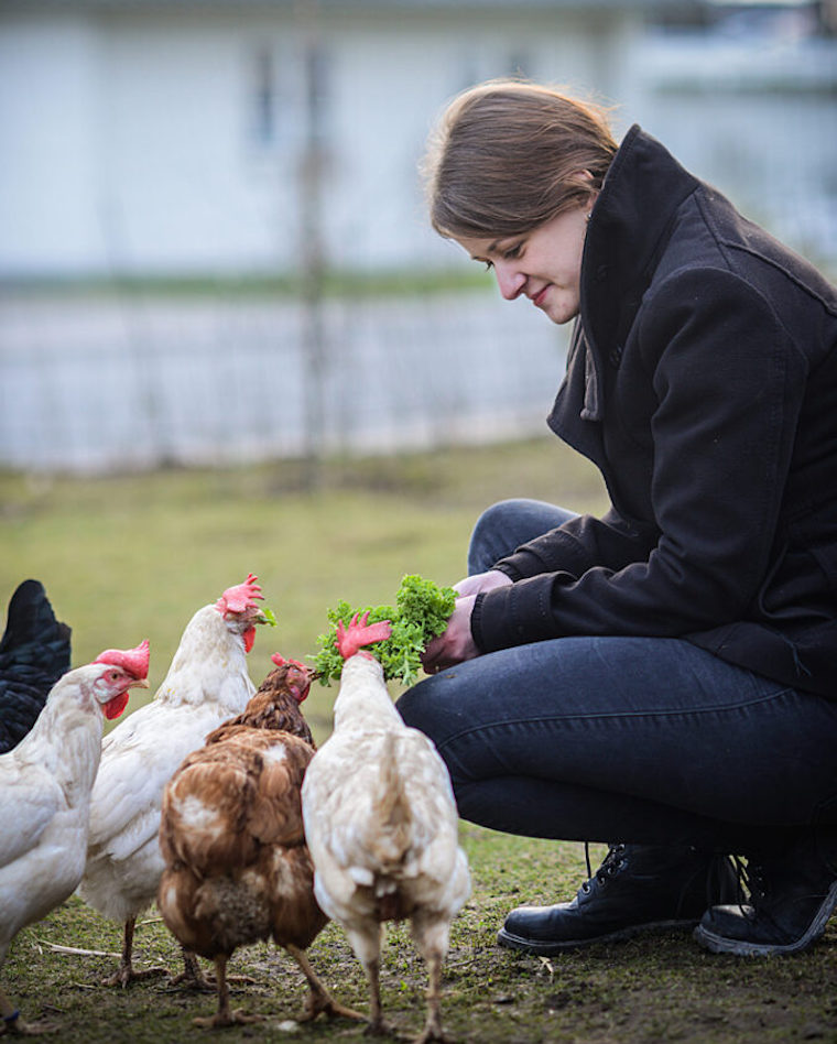 loved Chickens