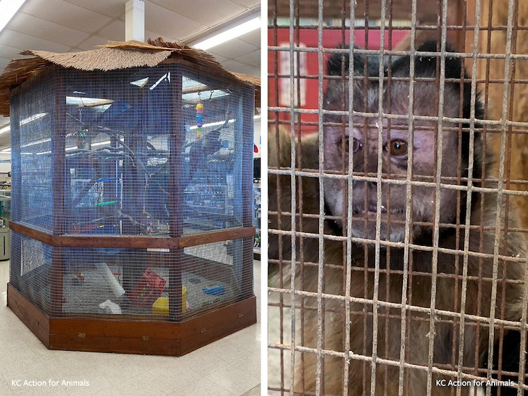 Frankie in cage
