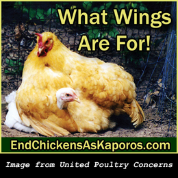 kind kaporos billboard image