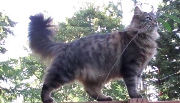 vegan Cat Bella