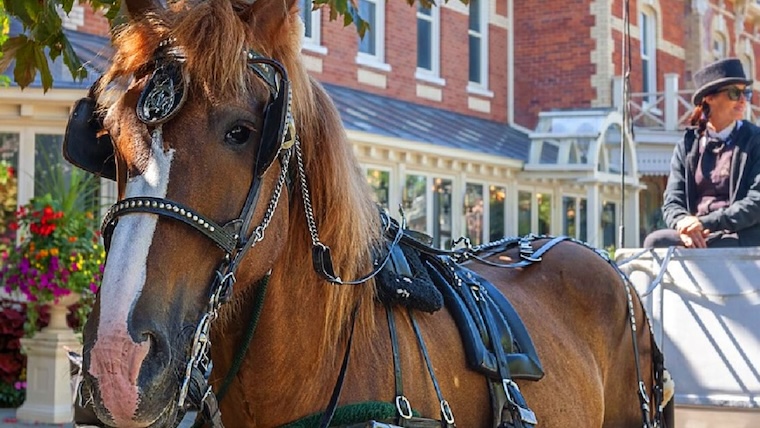 carriage horse