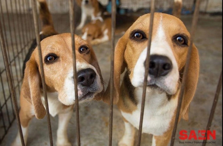 caged Beagles