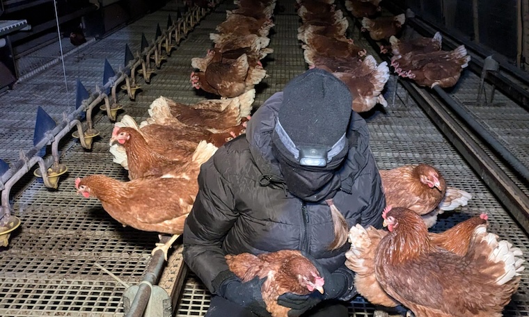 liberating Chickens