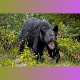 black bear