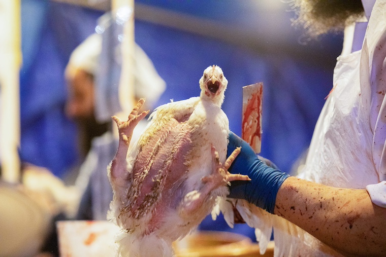 chicken who will be killed