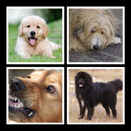 four dogs