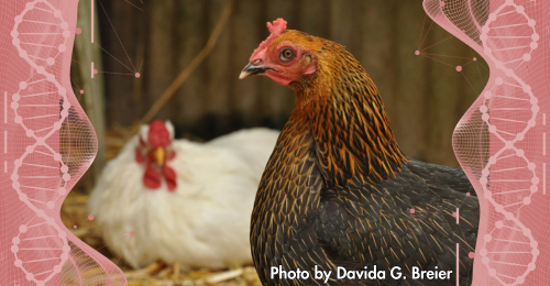 UPC sanctuary hens